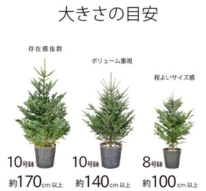 もみの木の販売を開始致しました 観葉植物 販売 通販 ギフト 彩植健美 Jp