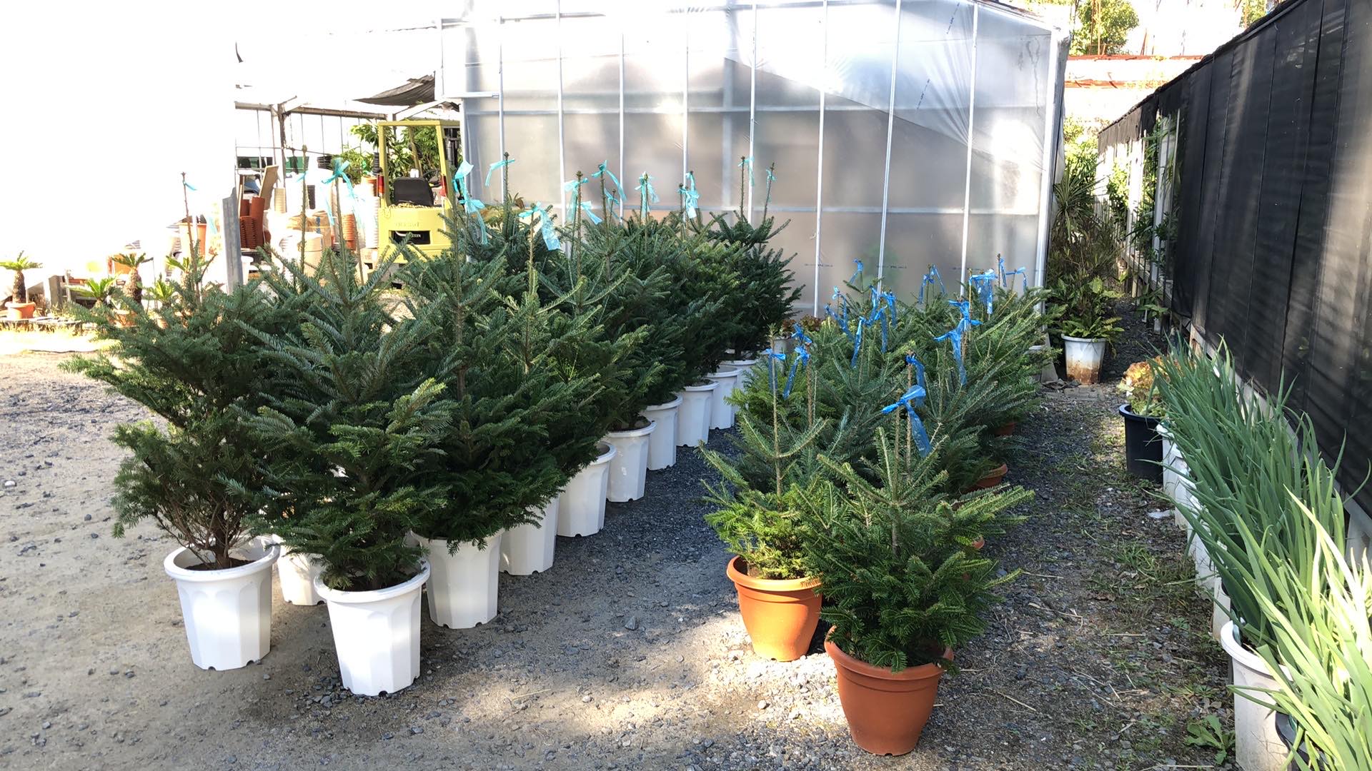 もみの木　入荷