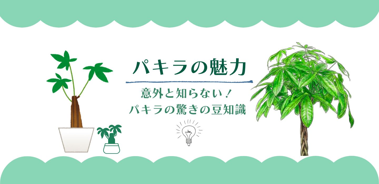 パキラの魅力！大発見！