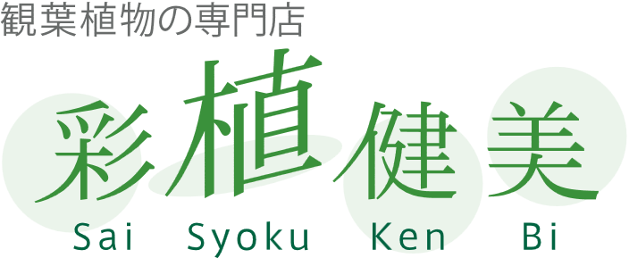 観葉植物の通販（プレゼント・お祝い・ギフト）なら専門店 彩植健美