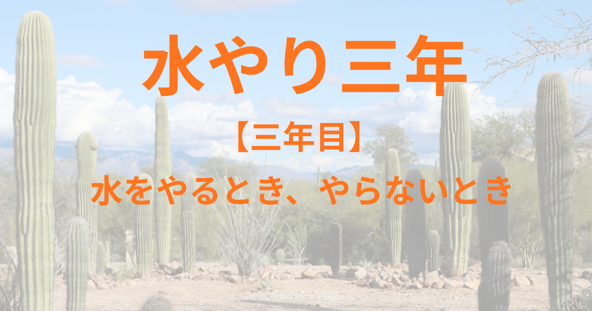 水やり三年目