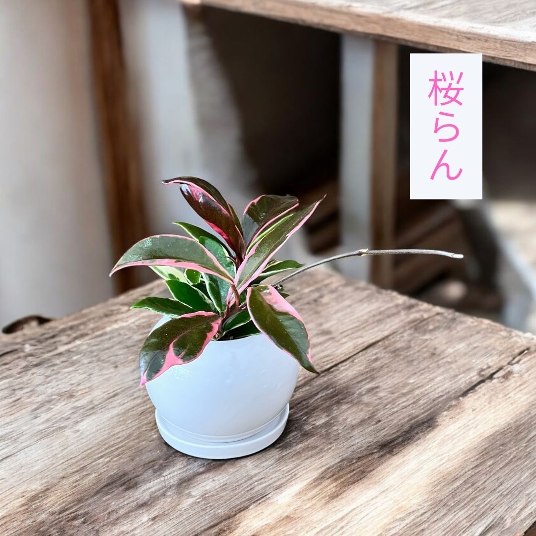 ホヤ桜らん。販売時の鮮やかなピンクと深緑のコントラストが美しい斑入り葉