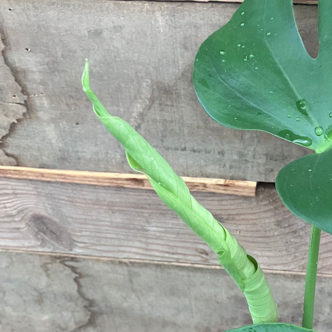 モンステラの新芽。細長くくるくると巻かれた状態で茎から伸びている様子