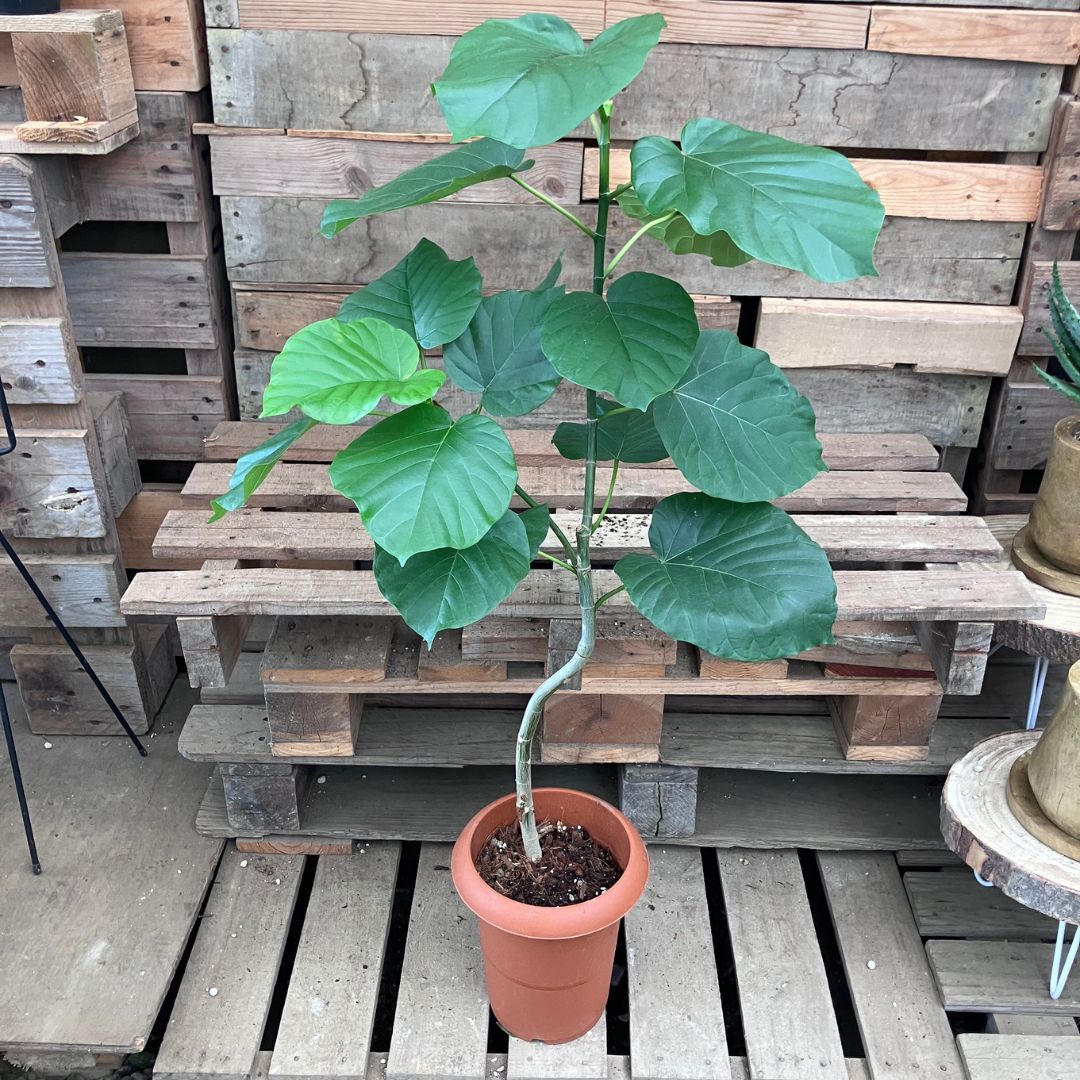 剪定前のウンベラータ全体像。テラコッタ鉢に植えられ、幹がゆるくカーブしながら上へ伸び、大きな葉が茂っている
