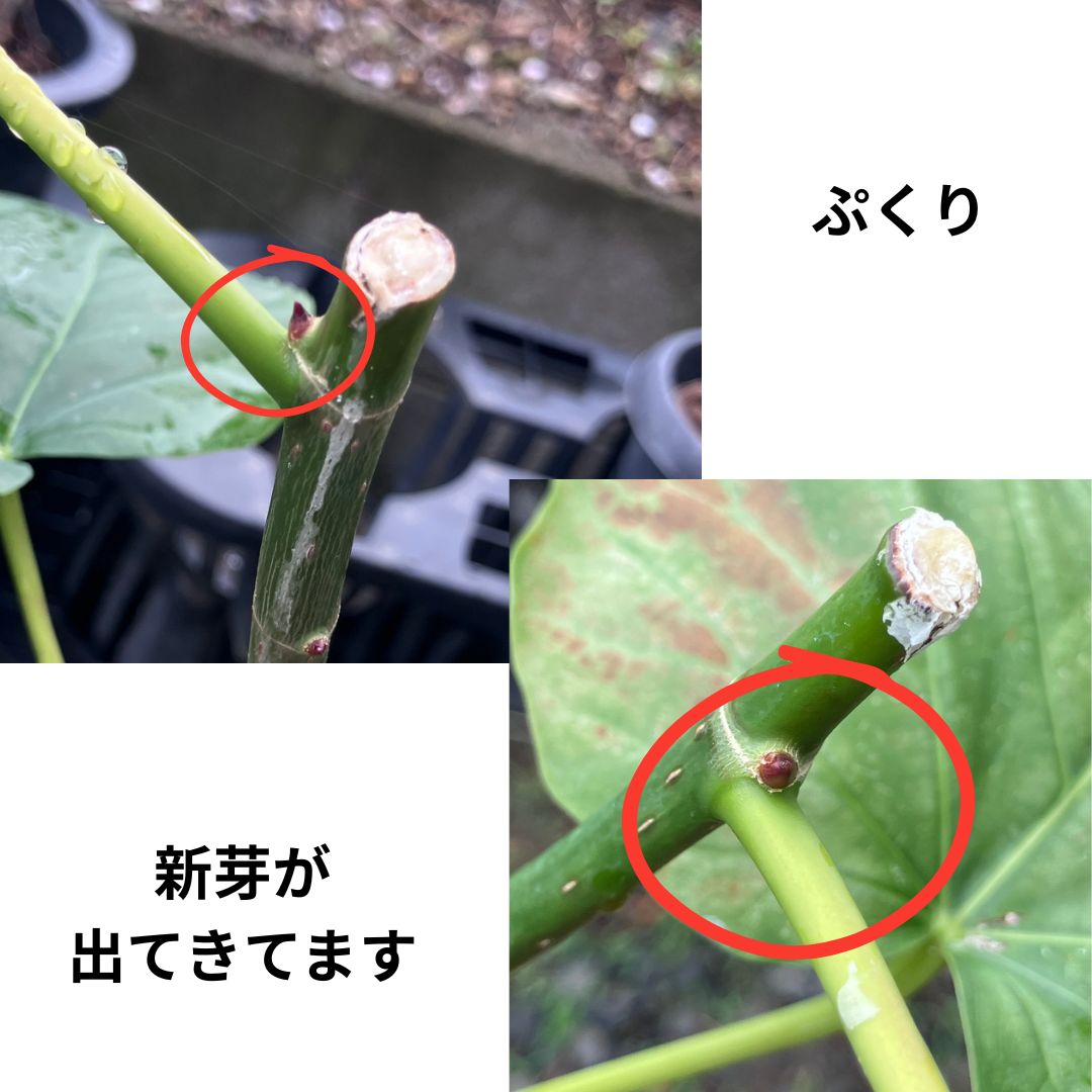 新芽部分の拡大写真2枚組。左は赤丸で囲まれた膨らみに「ぷくり」の文字、右は赤丸の中の赤い新芽に「新芽が出てきてます」の文字