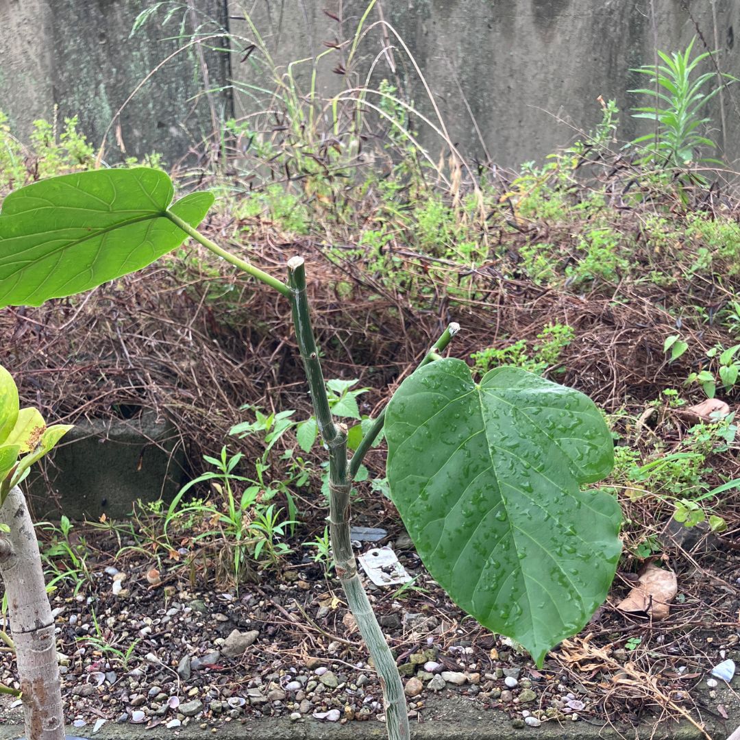 屋外に置かれた剪定後のウンベラータ。茎の先端と脇の節から小さな新芽が顔を出している様子
