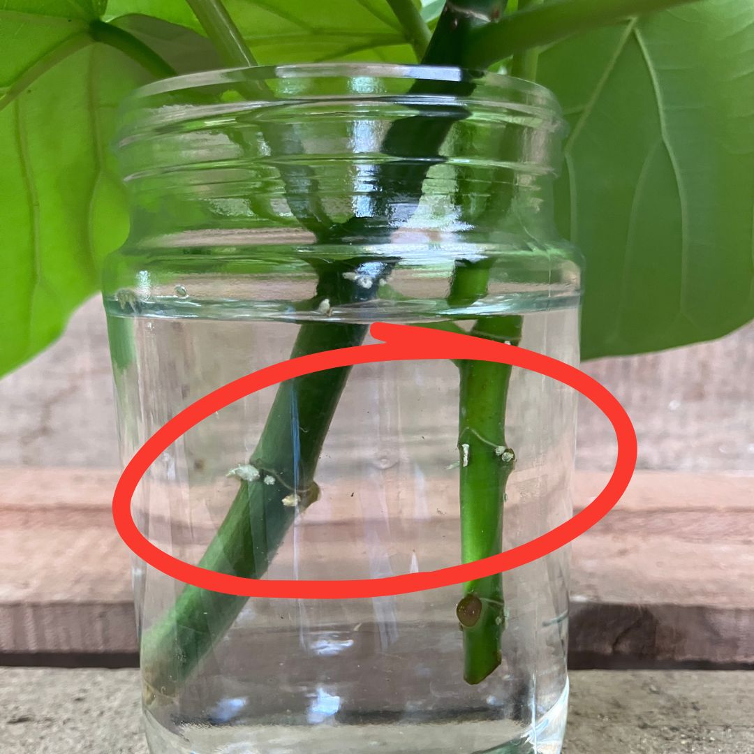 ガラス瓶の水に挿したウンベラータの茎2本。赤丸で囲まれた水中部分に白い根のようなものが確認できる