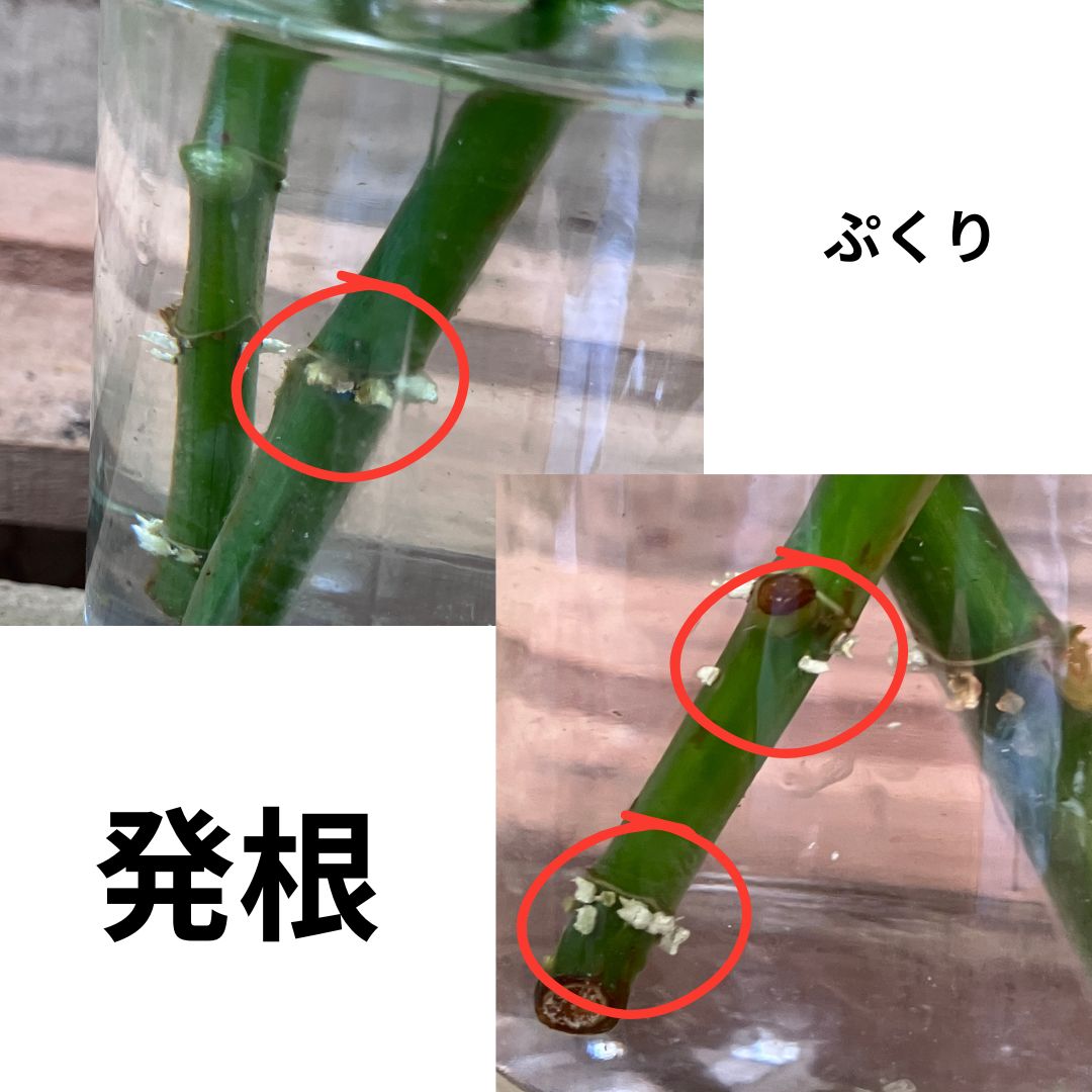 水挿し中のウンベラータの茎の拡大写真2枚組。赤丸で囲まれた節の部分に白い根が複数本伸びている様子が「発根」の文字とともに示されている