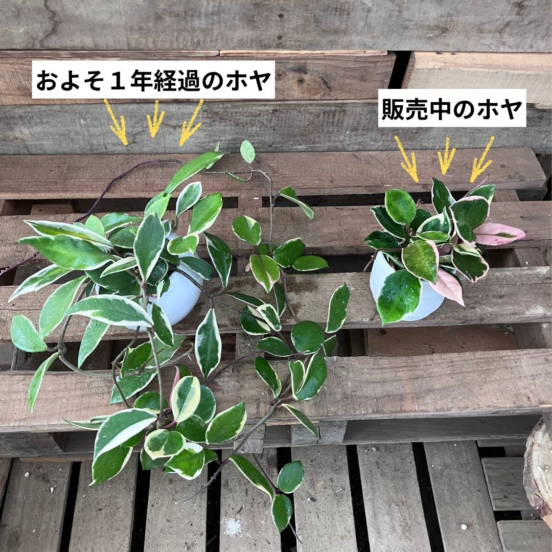1年経過したホヤと販売中のホヤを並べた比較写真。発色の違いが矢印で示されている