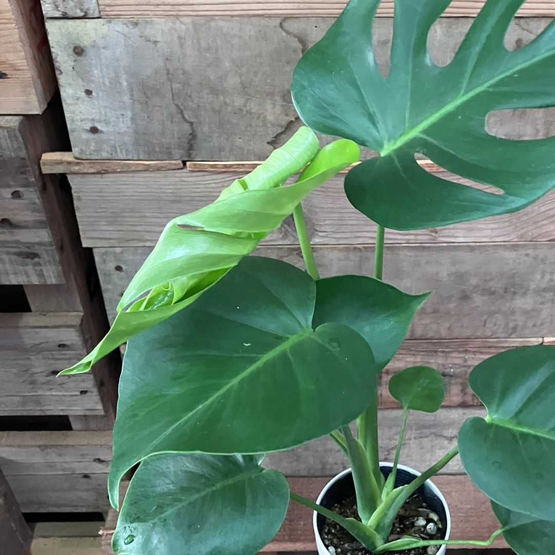 モンステラの新芽がふんわりと開き始めている様子のアップ