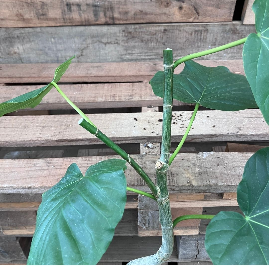 剪定後のウンベラータの幹のクローズアップ。切り口がきれいな断面になっており、脇芽が伸び始めている節が確認できる