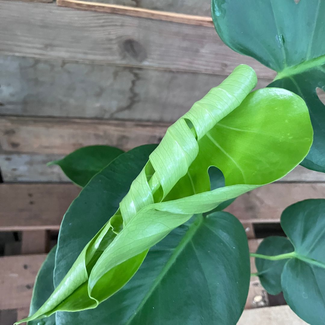 モンステラの新芽がさらに開いてきた様子。葉の切れ込みの形が見え始めている