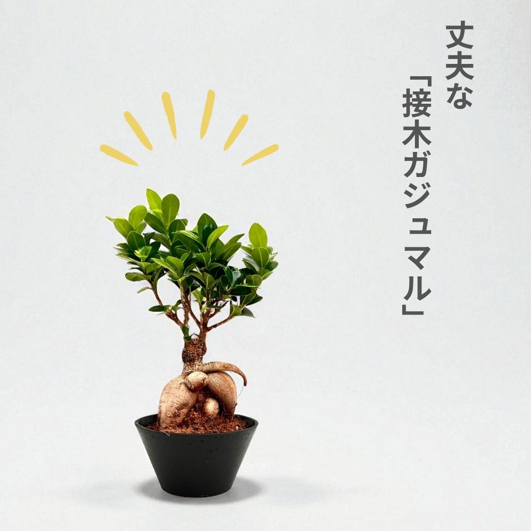 接ぎ木ガジュマル全体像。丸みのある独特の根元が特徴的な観葉植物
