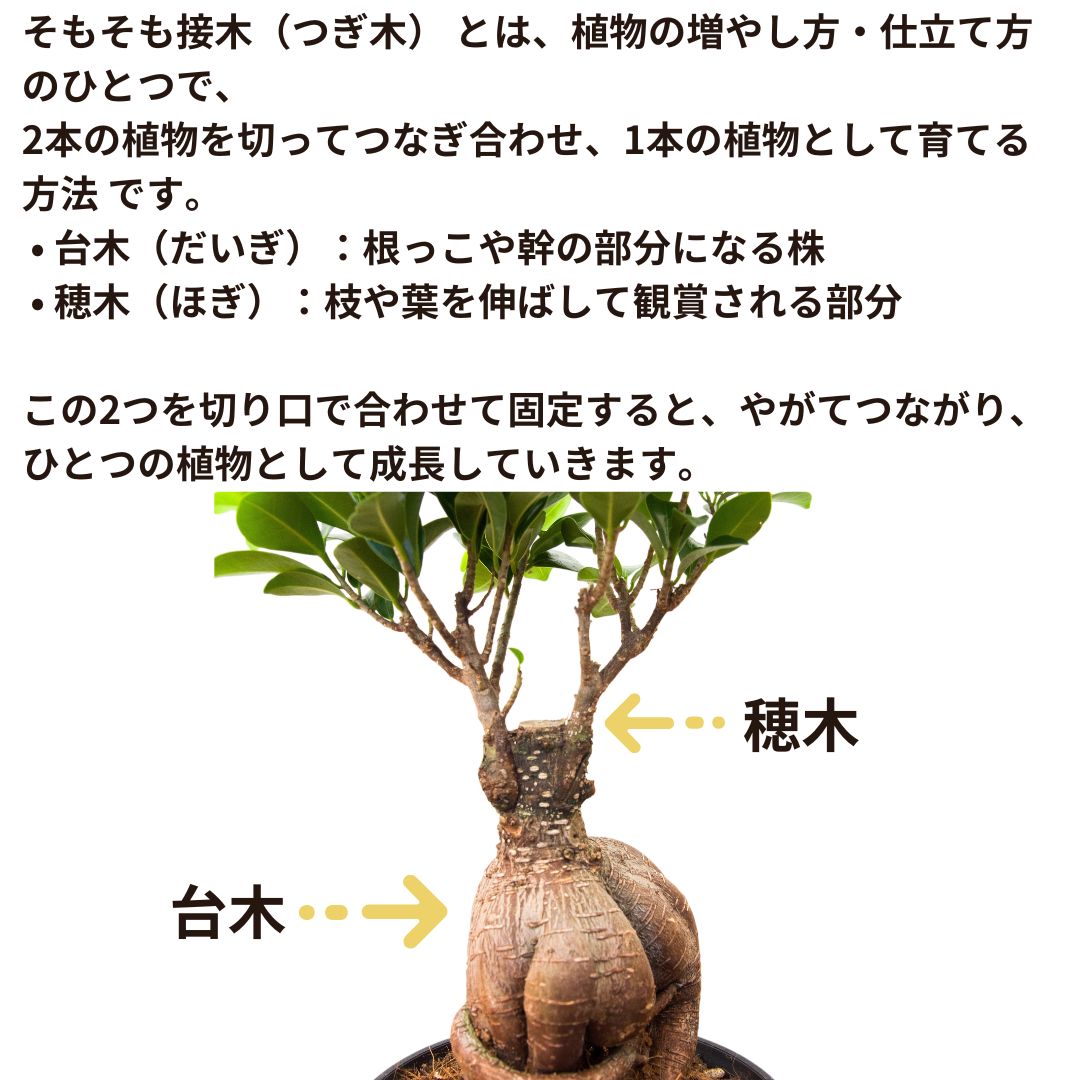 接ぎ木ガジュマルの構造説明図。台木と穂木の位置関係をラベルで示した解説画像