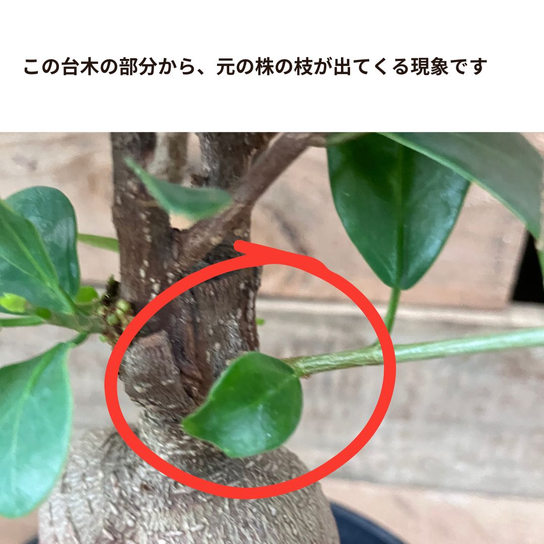 接ぎ木ガジュマルの台木部分から小さな芽が出ている様子。赤丸で該当箇所がハイライトされている