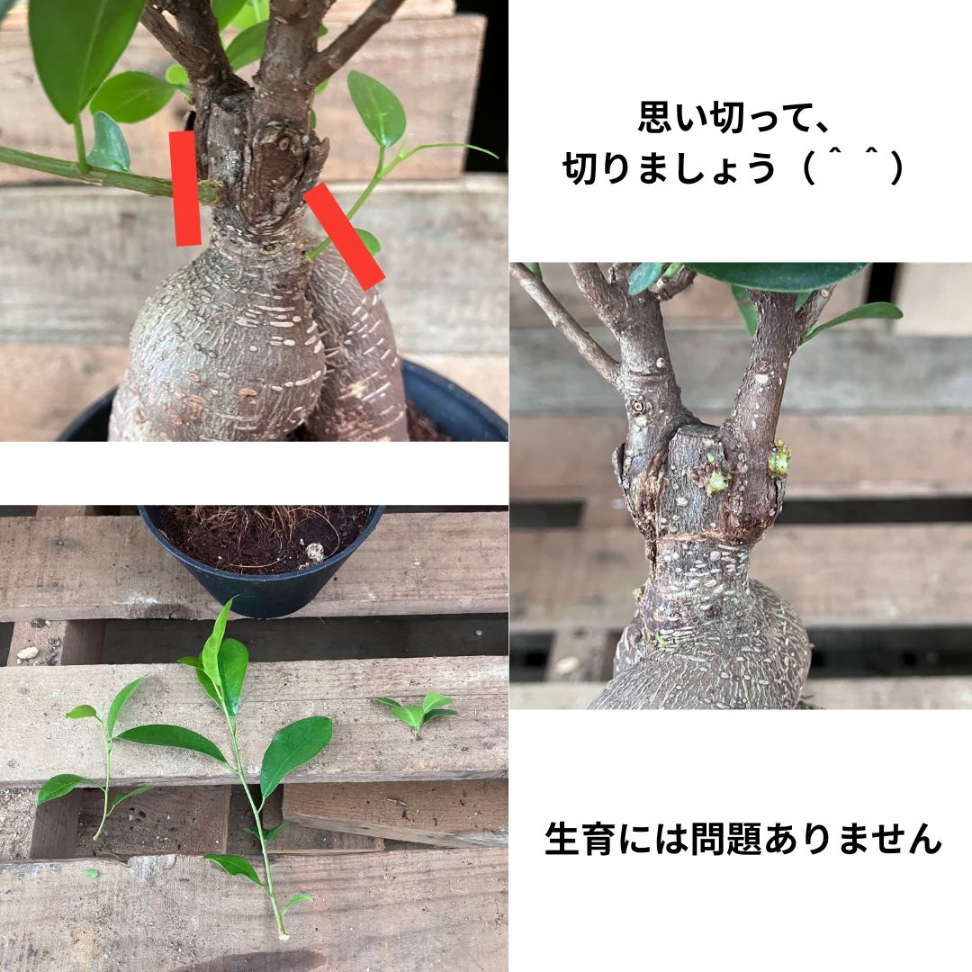 接ぎ木ガジュマルの台木から出た枝をカットする作業の説明写真。切り取り箇所を赤いラインで示している
