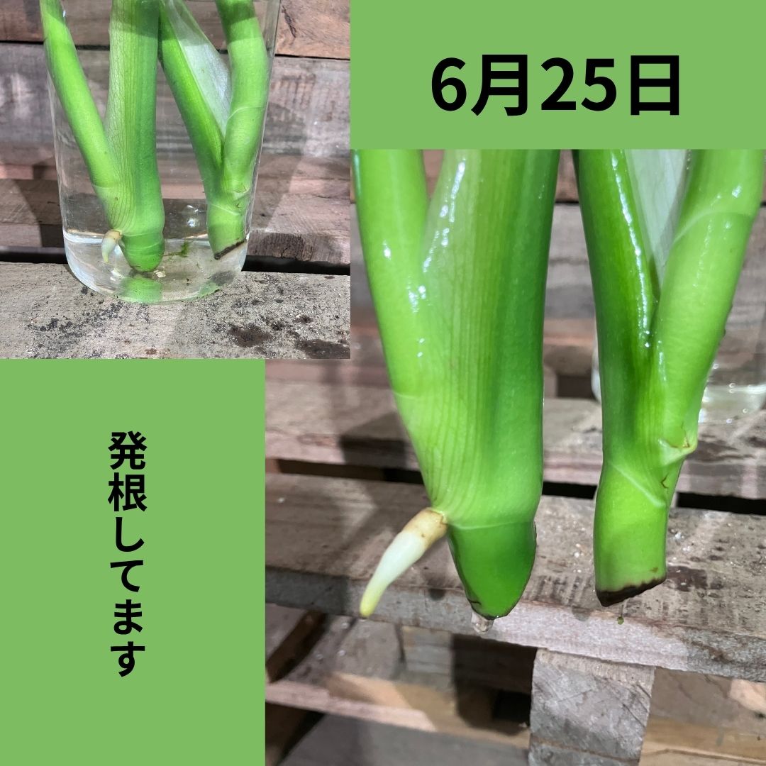 6月25日、ガラスの花瓶に水挿しされたモンステラの茎の切り口から白い根が出てきている様子。左は全体像、右は根の接写