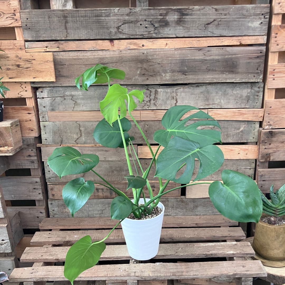 白い鉢に植えられたモンステラの全体像。葉が左右に大きく広がりボリュームが出すぎている様子