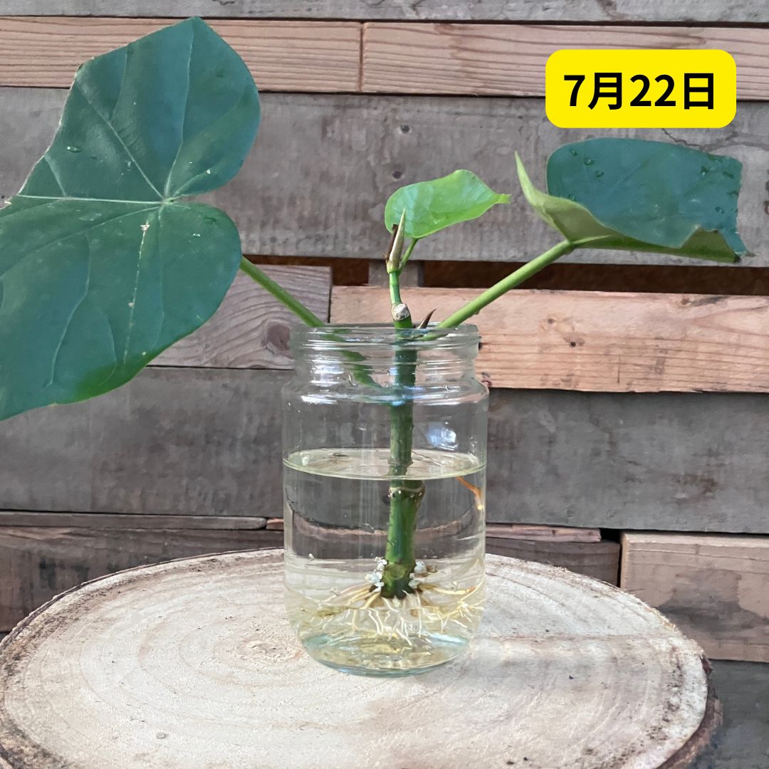 7月22日撮影。ガラス瓶の水の中で、ウンベラータの挿し穂から大量の白い根が伸びている様子。上部には新しい葉も展開している