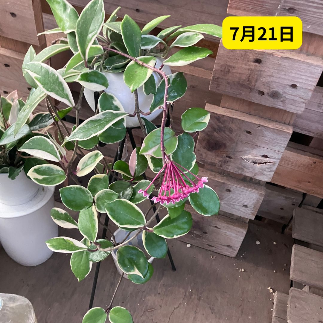7月21日、ホヤ全体像。スタンドに置かれたホヤのつるの先に鮮やかなピンクの花房が開花している様子