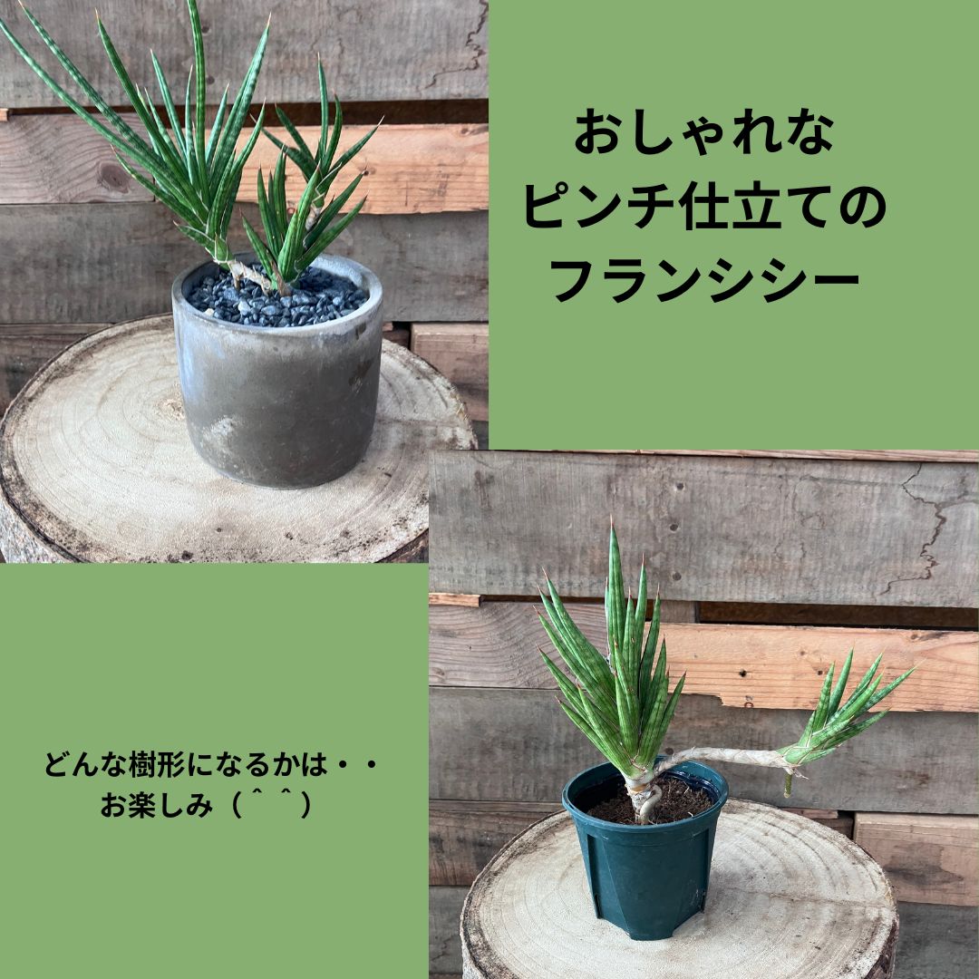 以前に切り戻して仕上がったサンスベリア・フランシシーのピンチ仕立て。コンクリート鉢に植えられ脇芽が複数の方向に伸びておしゃれな樹形になっている