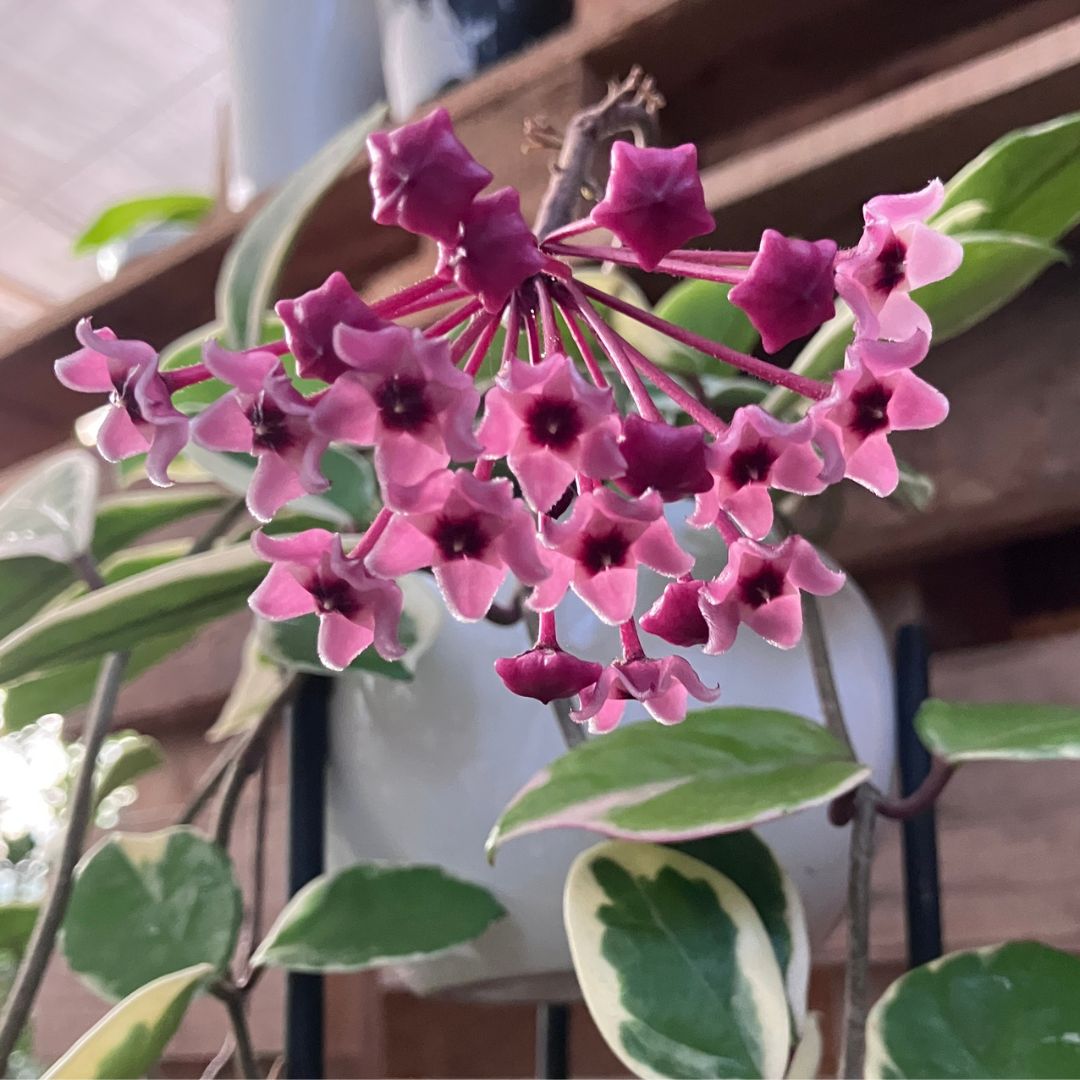 ホヤの開花した花房の接写。星形のピンクの小花が集まり丸い花房を形成している。中心が濃い赤紫色