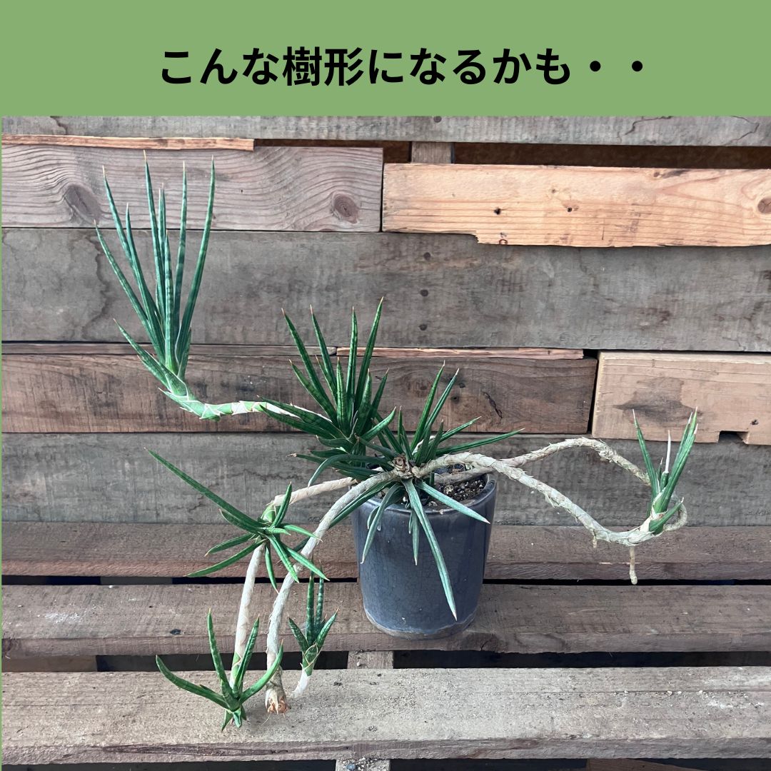 数年前に切り戻して仕上がったサンスベリア・フランシシー。茎が四方八方にのびやかに広がり、唯一無二の大きな樹形になっている