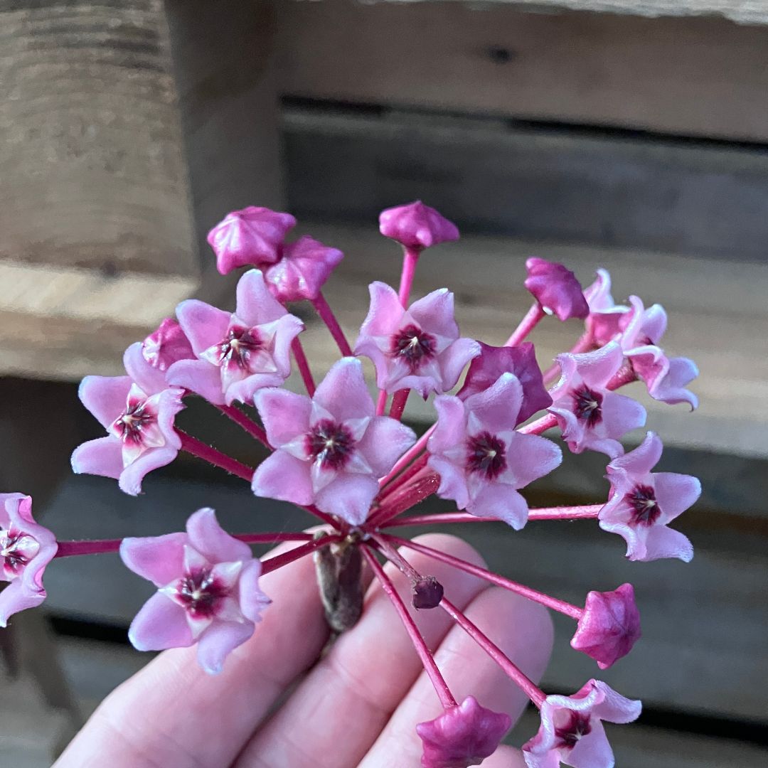 ホヤの花房を手のひらに乗せた接写。全体に開いた状態の花房の形がよくわかる