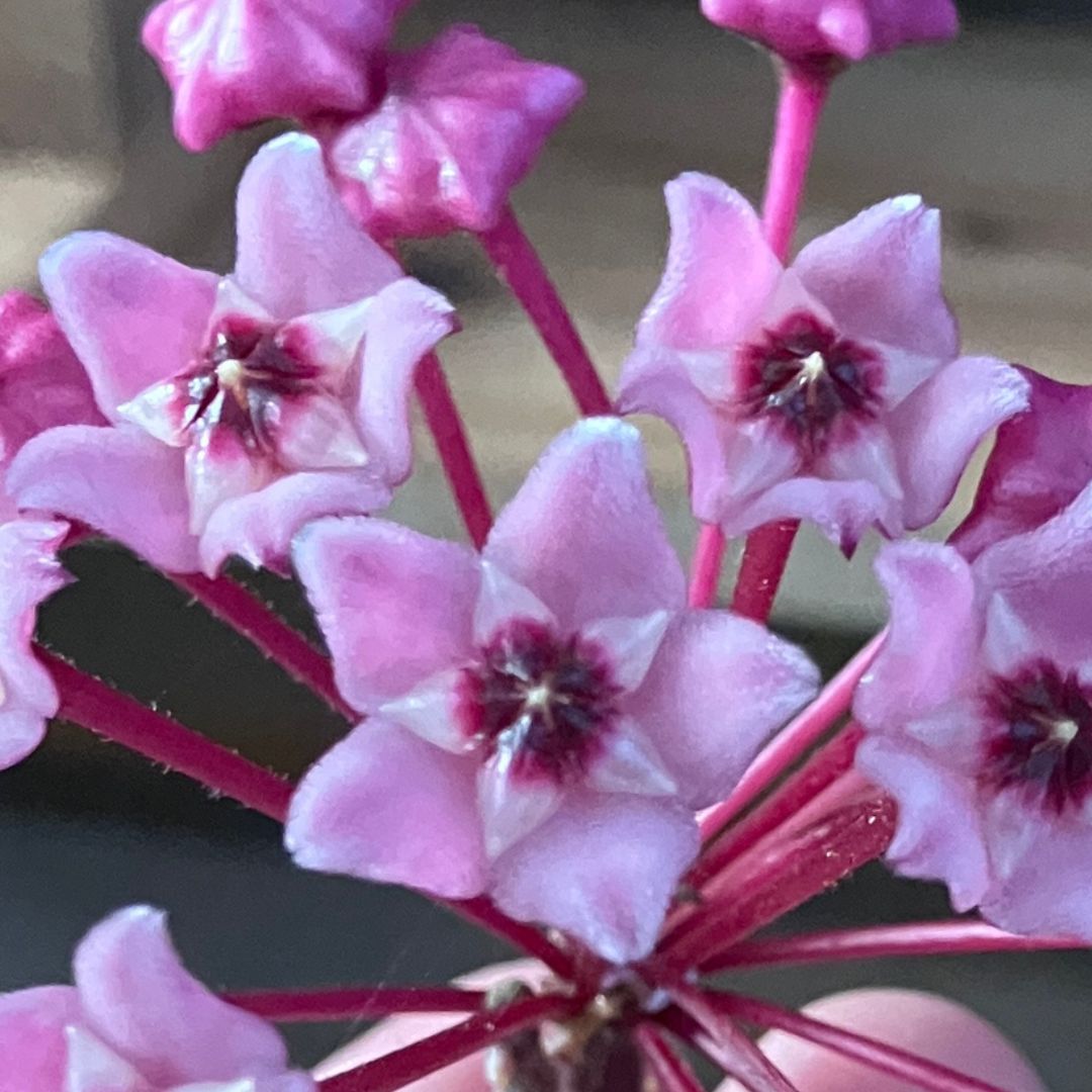 ホヤの花の超接写。星形の花びらがくっきりと確認でき、中心の赤紫色の蜜腺まで詳細に見えている