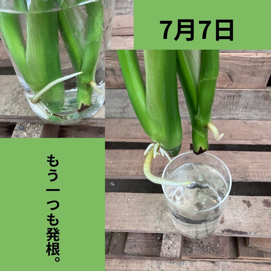 7月7日、2本目のモンステラの茎からも根が出てきた様子。左はガラスの花瓶越しに見える根、右はコップに挿した茎の根の接写