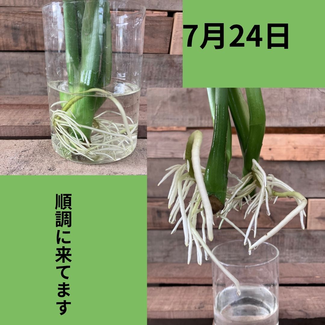 7月24日、水挿しのガラスの中に白い根がびっしりと広がっている様子。左は全体像、右は根の接写