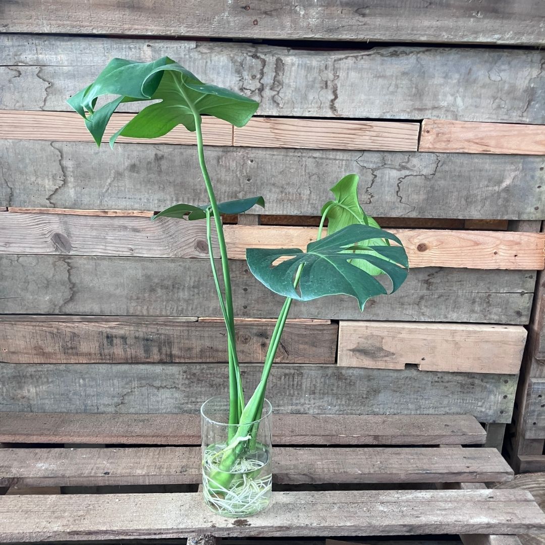 水挿し中のモンステラの全体像。ガラスの花瓶に根が張り上部には複数の葉が広がっている