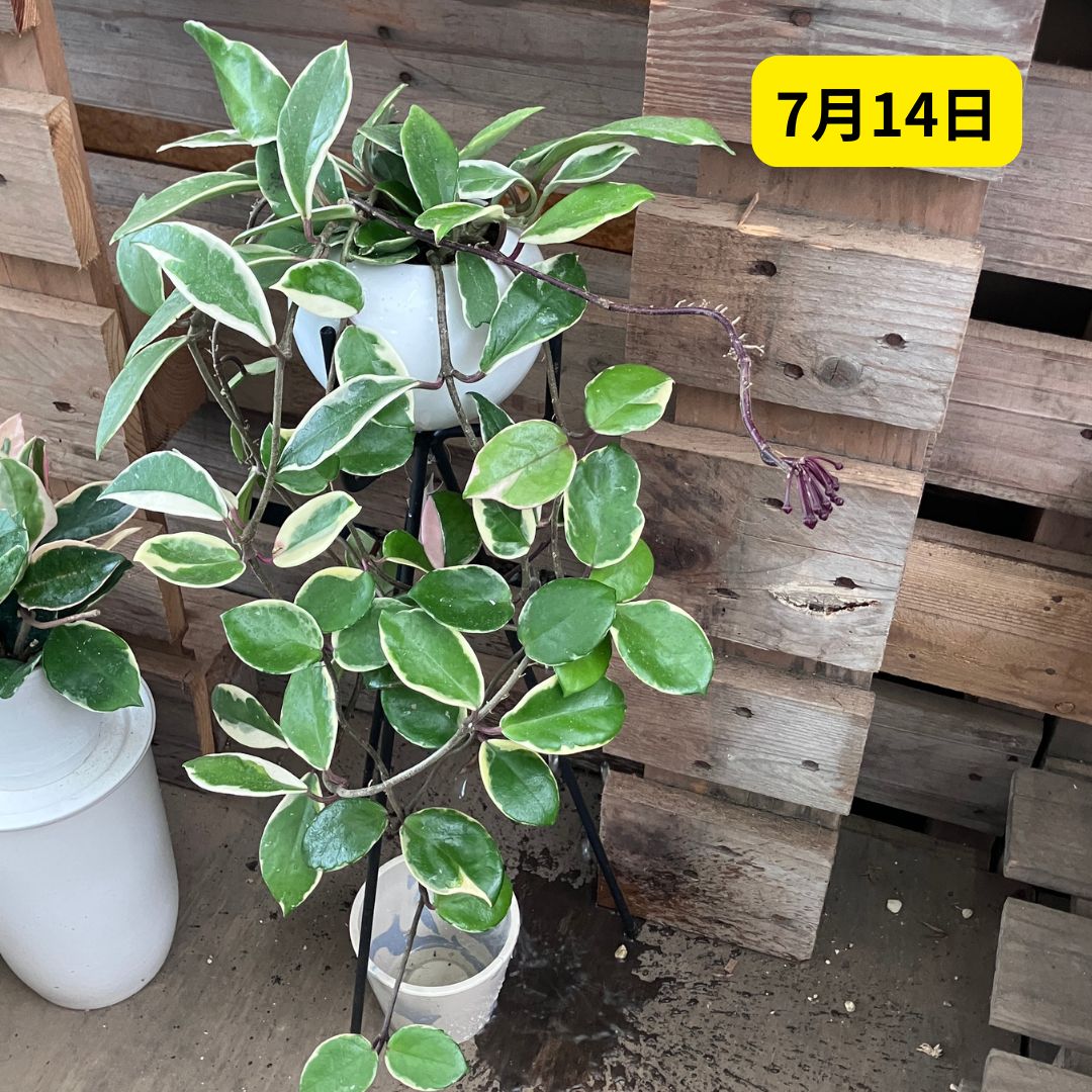 7月14日のホヤ全体像。スタンドに置かれたホヤのつるの先につぼみのかたまりが垂れ下がっている様子
