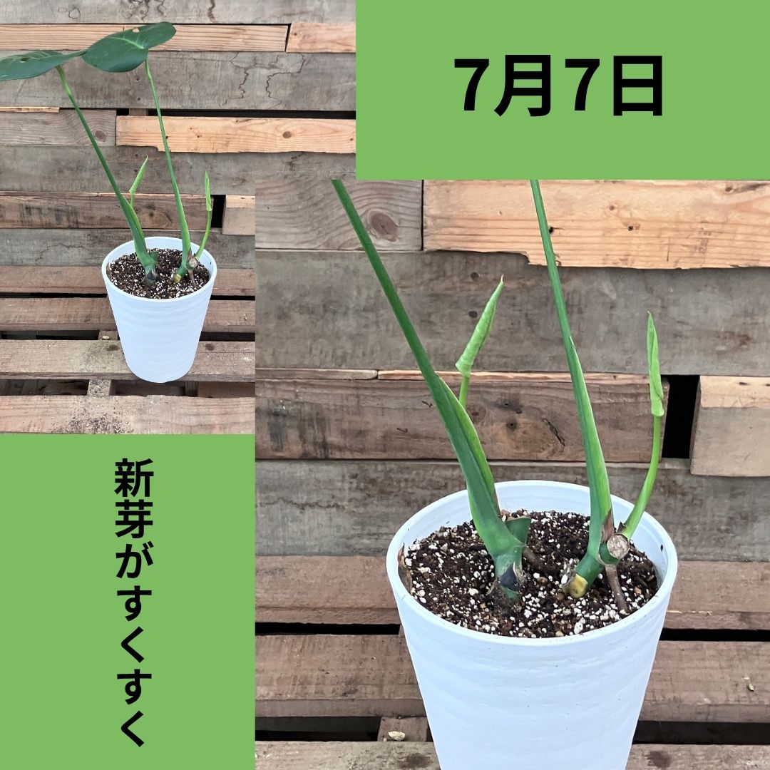 7月7日、切り戻し後の鉢の株元から新芽が伸びてきた様子。左は鉢全体像、右は株元から出た新芽のアップ
