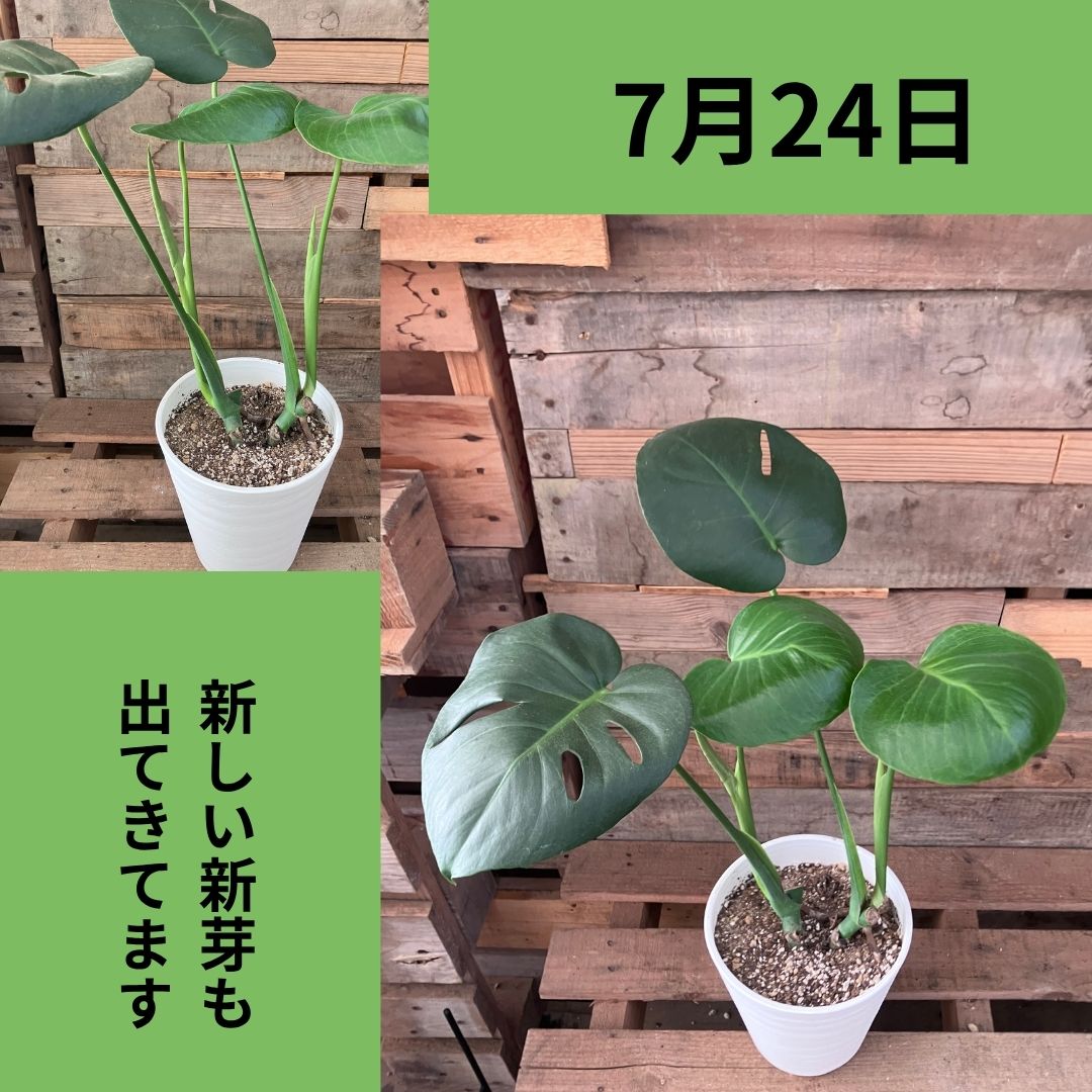 7月24日、鉢植えのモンステラに新しい葉と新芽が出てきた様子。左は全体像、右は新芽のアップ