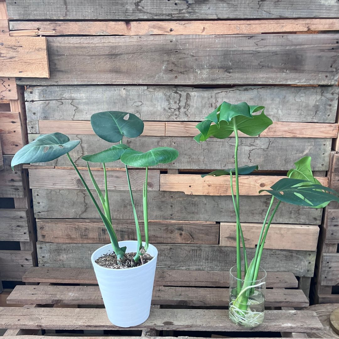 鉢植えのモンステラ（左）と水挿し中のモンステラ（右）を並べた比較写真。両方とも複数の葉が広がり順調に育っている