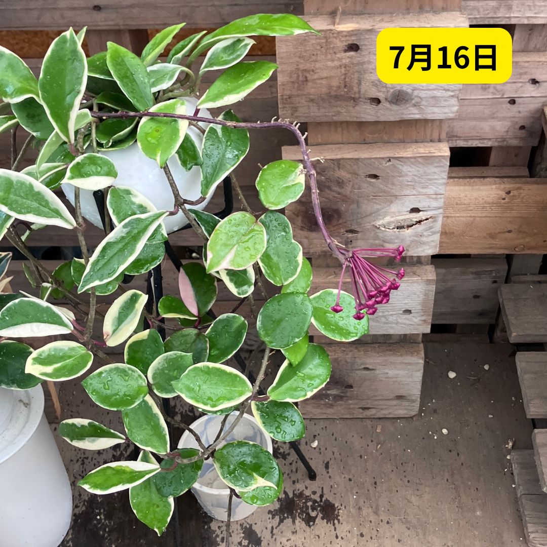 7月16日のホヤのつぼみ全体。花房が大きく広がり開花直前の状態