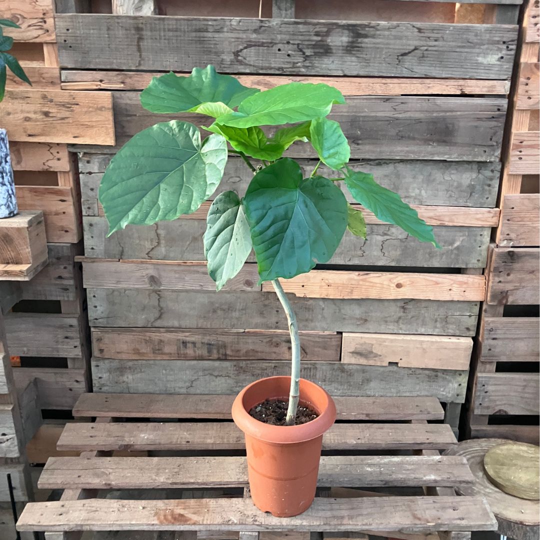 7月22日撮影。テラコッタ鉢に植えたウンベラータの正面からの全体像。ゆるくカーブした幹から複数の大きな葉が広がり、剪定前とは別の植物のように生まれ変わっている