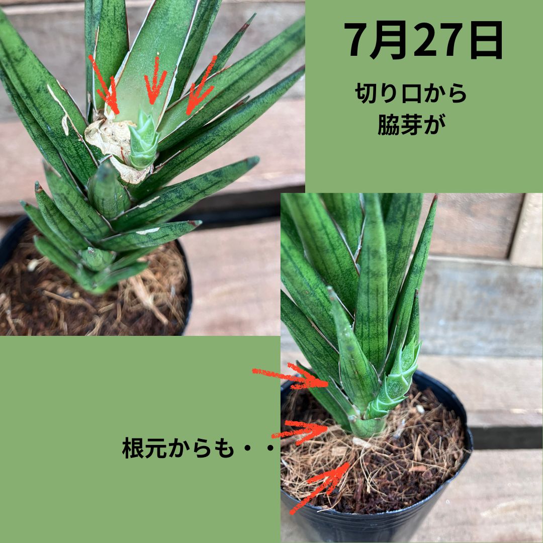 7月27日、サンスベリアの切り口付近から脇芽が出ている様子と根元からも新芽が出ている様子。赤い矢印でハイライトされている