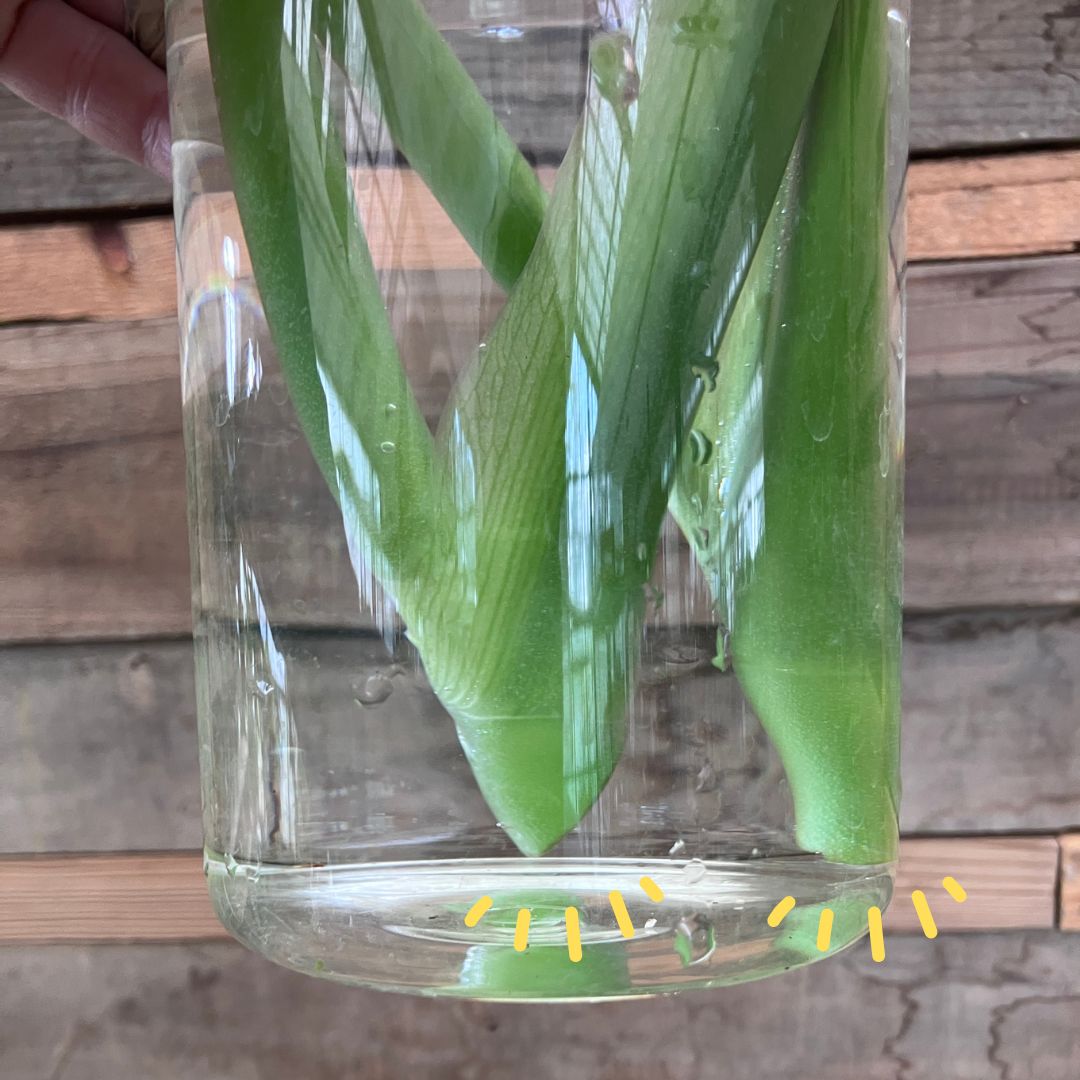 ガラスの花瓶の水中にモンステラの茎の切り口が見えている。底付近に根が出始めている様子をハイライトしている