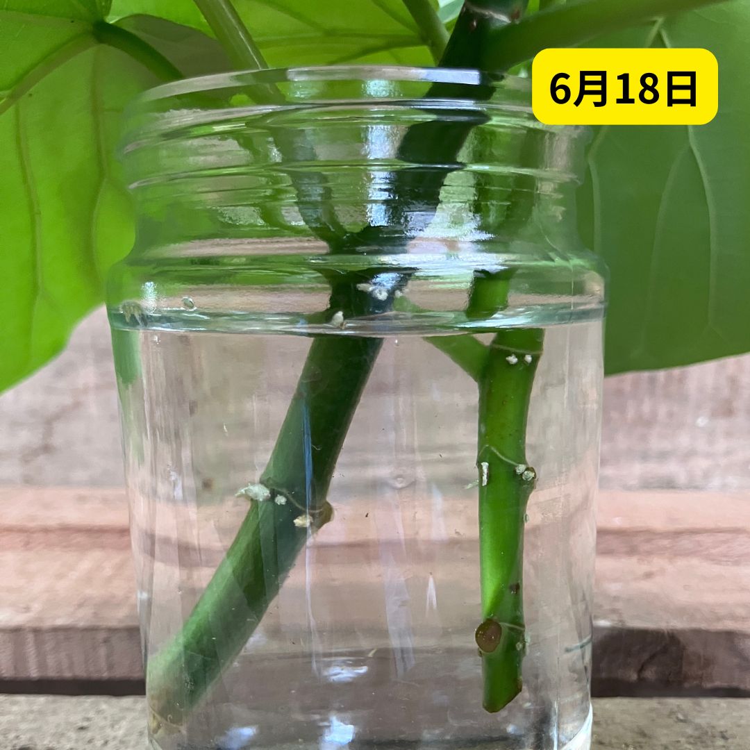 6月18日撮影。ガラス瓶の水に挿したウンベラータの茎。節の部分から白い根のようなものが出始めている発根初期の様子