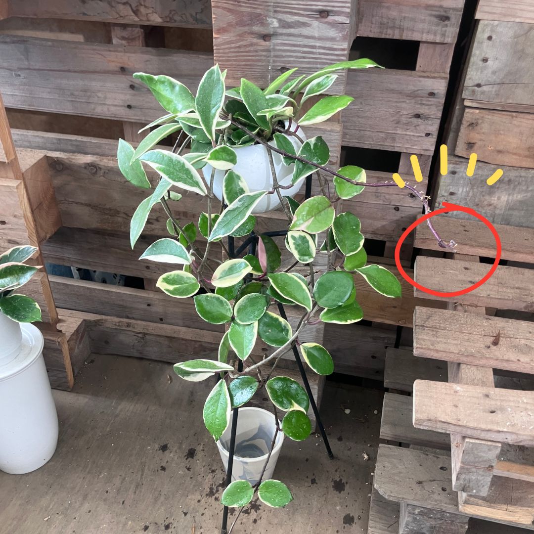 ホヤ全体像。スタンドに置かれたホヤのつるの先、右側に赤丸でつぼみらしきものがハイライトされている