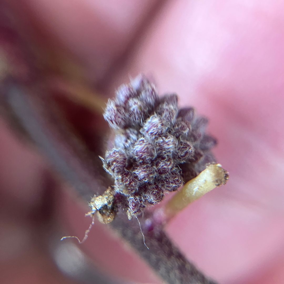 ホヤのつぼみの超接写画像。粒粒が密集した花芽の表面が詳細に確認できる