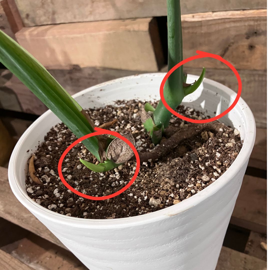 切り戻し後のモンステラの株元。カットした節から小さな緑の新芽が複数出ている様子。黄色のラインでハイライトされている