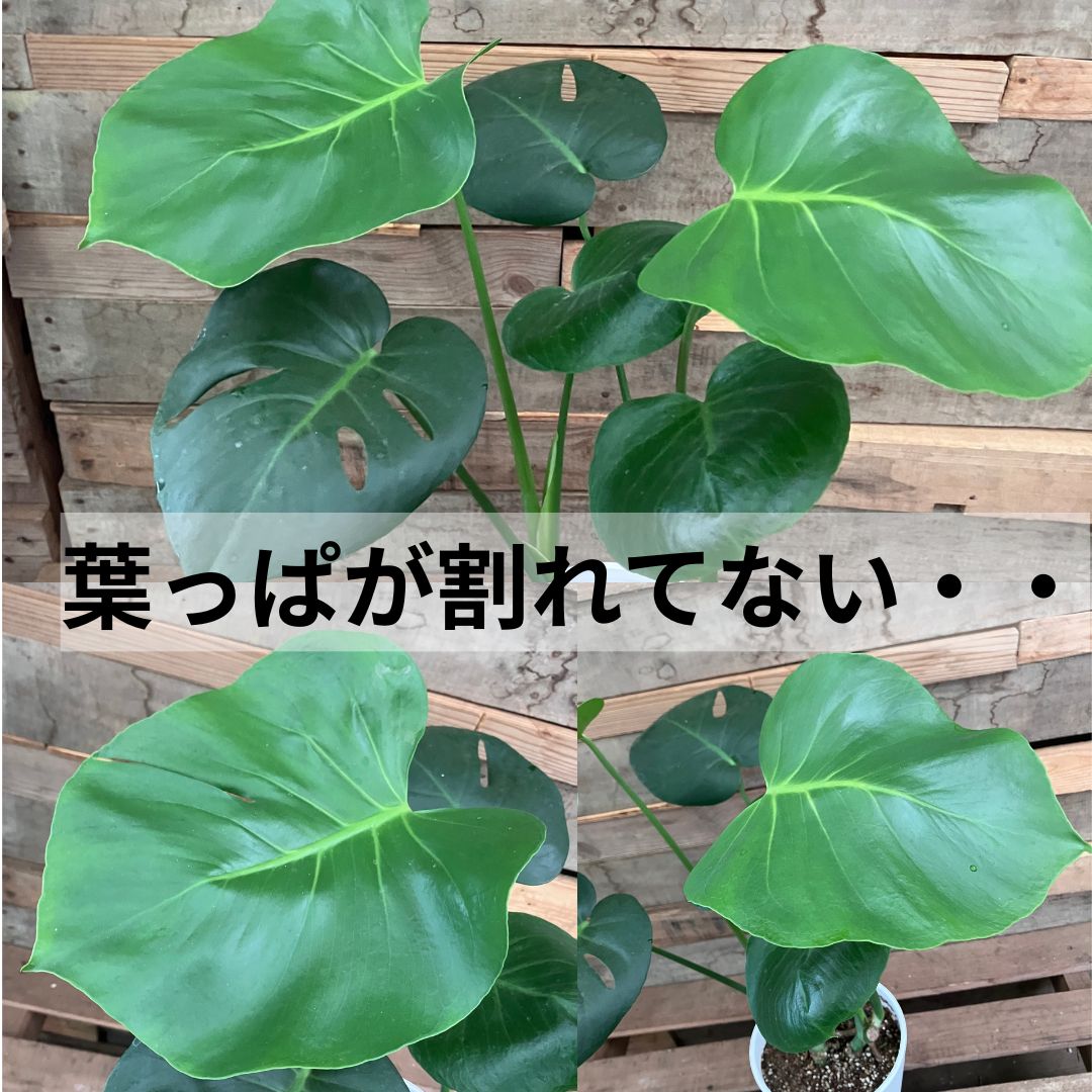 切れ込みのない丸いハート型のモンステラの葉のクローズアップ写真。3枚の葉すべてに切れ込みが見られない