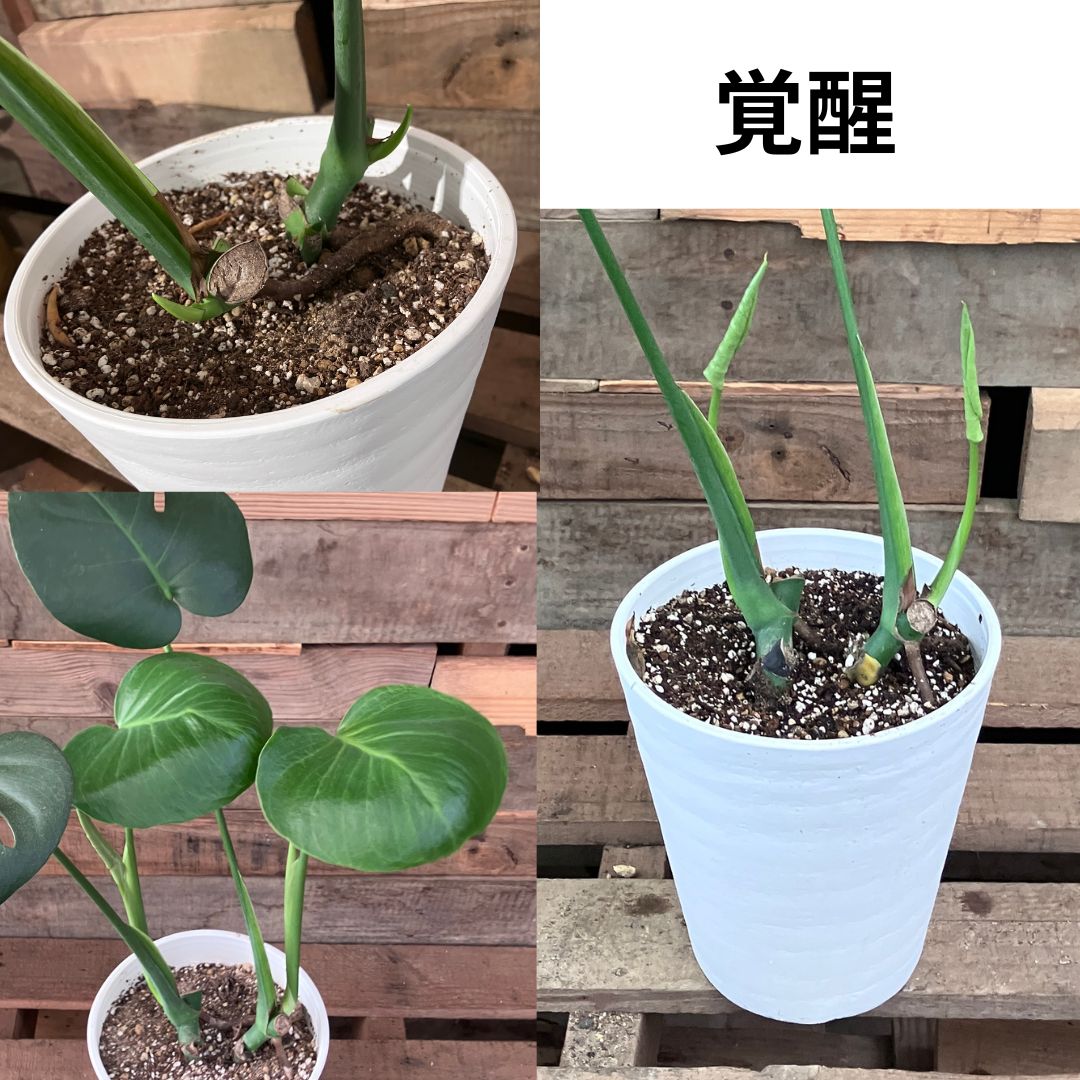 鉢の土から新しい芽が伸びている様子。株元のアップと、丸い葉が展開した株全体の写真