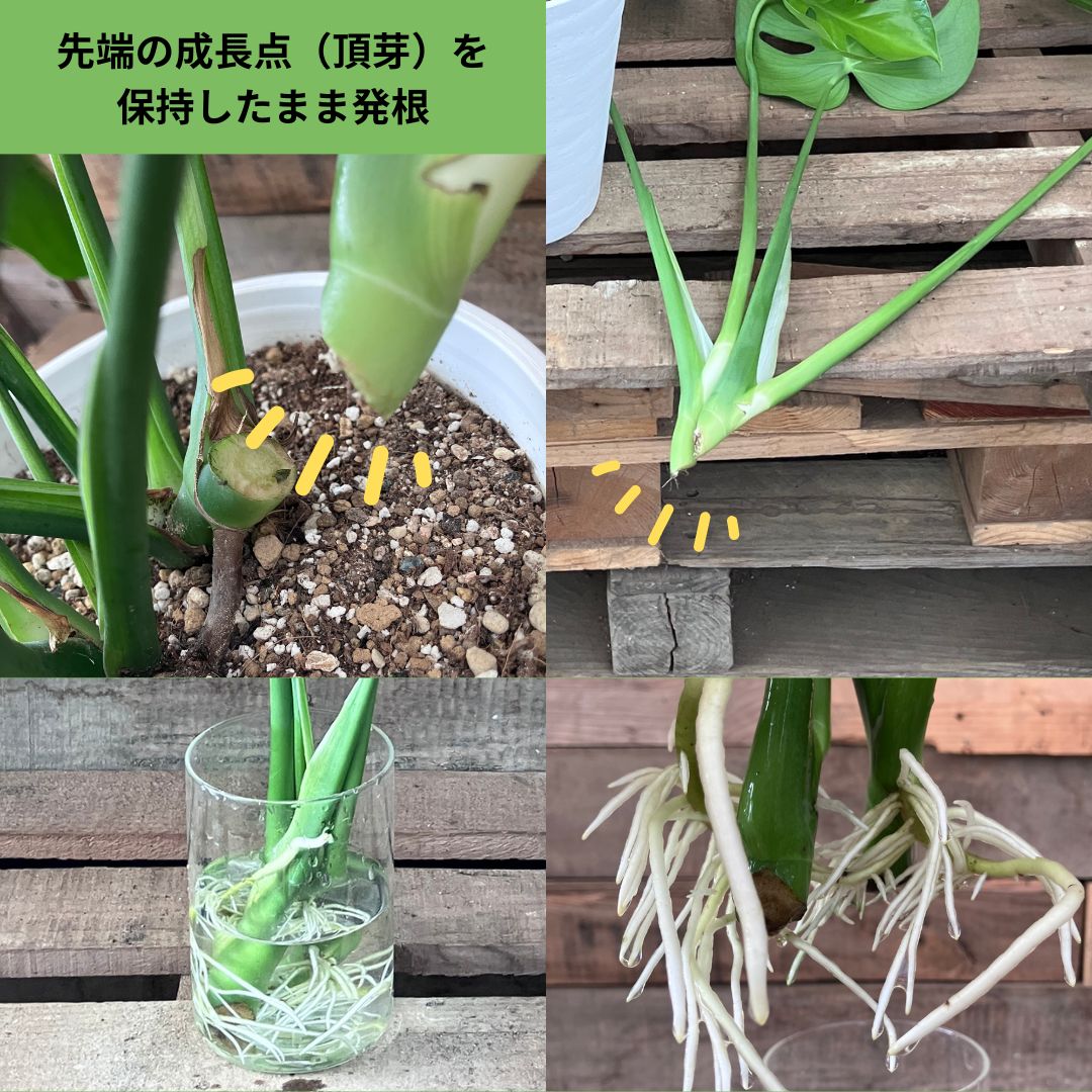 水に挿したモンステラの茎から白い根が伸びている様子。先端の成長点を保持したまま発根している