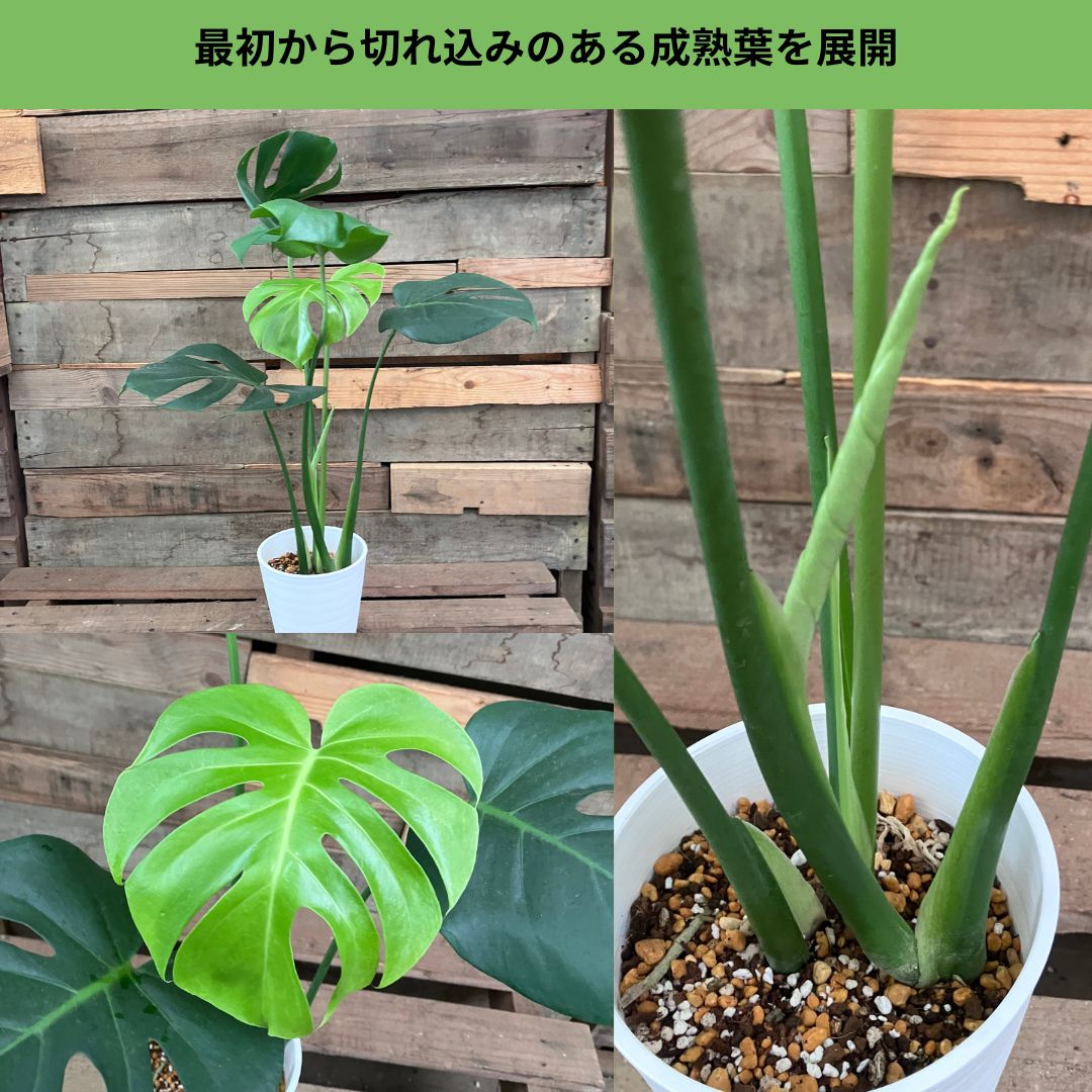 切れ込みのある成熟した葉を展開したモンステラの株全体写真と、葉のクローズアップ