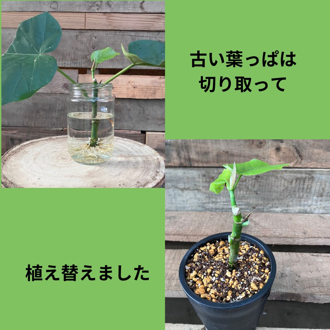 水挿しで発根したウンベラータの挿し穂を土に植え替えた様子の2枚組写真。左は水挿し中の発根した状態、右は古い葉を取り除き黒いポットに植え付けた直後の様子