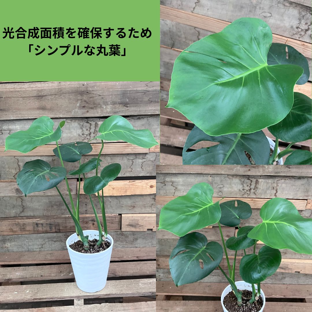 丸くシンプルな葉を数枚つけたモンステラの株全体写真と葉のクローズアップ